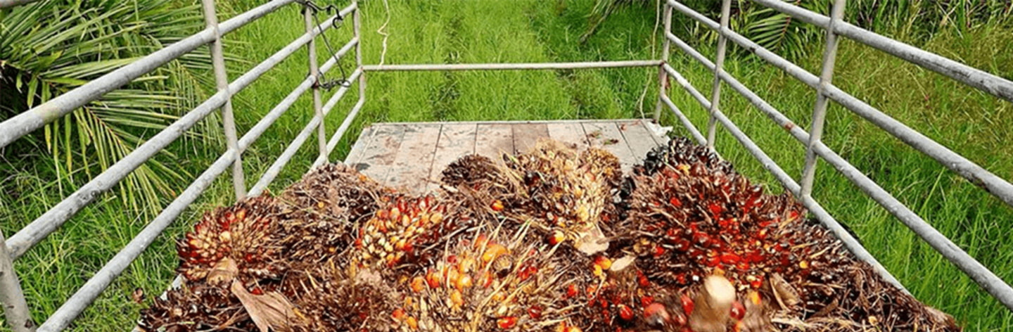 Palmöl