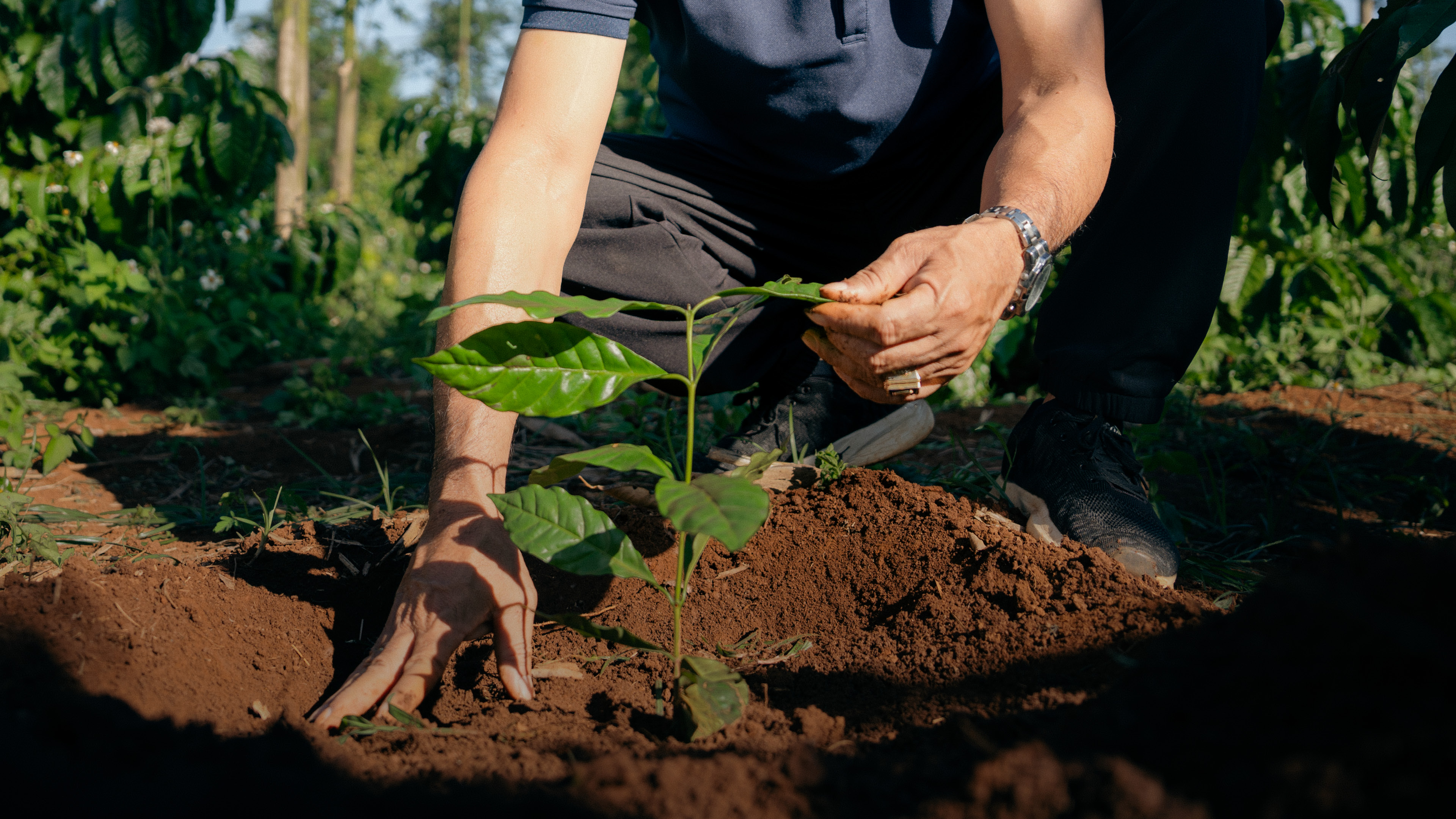 NESCAFÉ bezog 2025 über die Hälfte seines Kaffees aus regenerativer Landwirtschaft