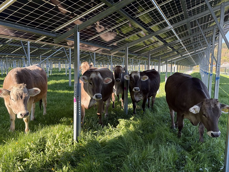 Kühe stehen unter den Solarpanelen im Schatten