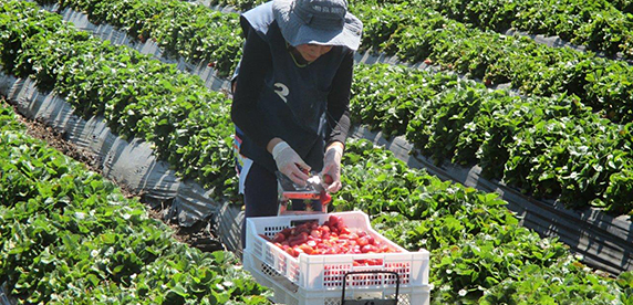 Feldarbeiter pflücken Erdbeeren