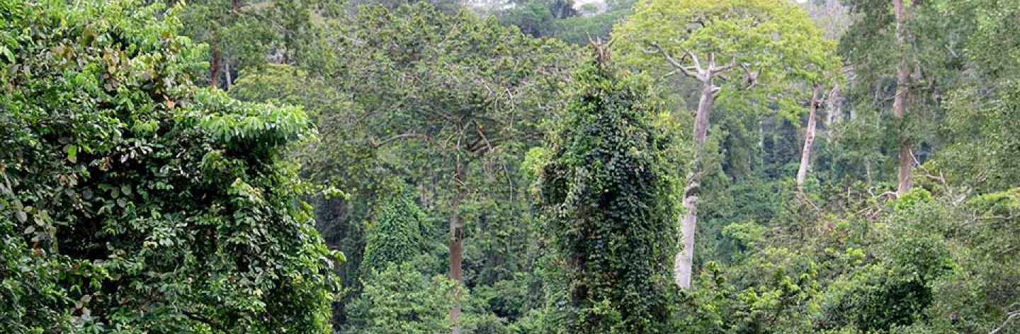 Die richtige Balance zwischen Wald, Kakao und Landwirten finden