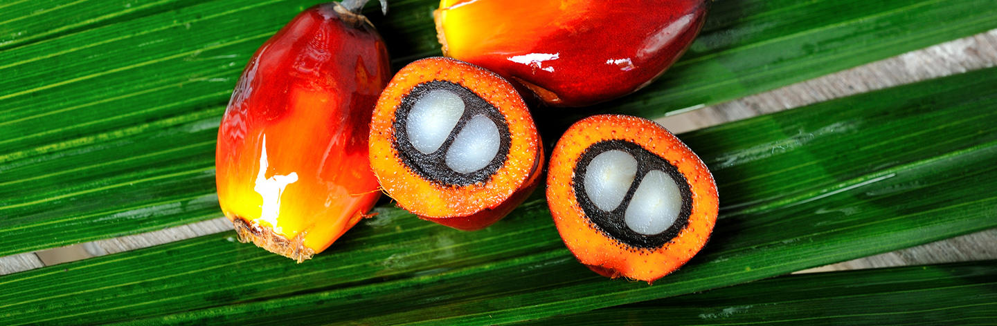 Warum Palmöl