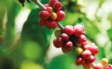 Kaffeebeeren