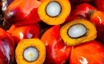 palm oil