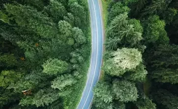 Straße durch den Wald 