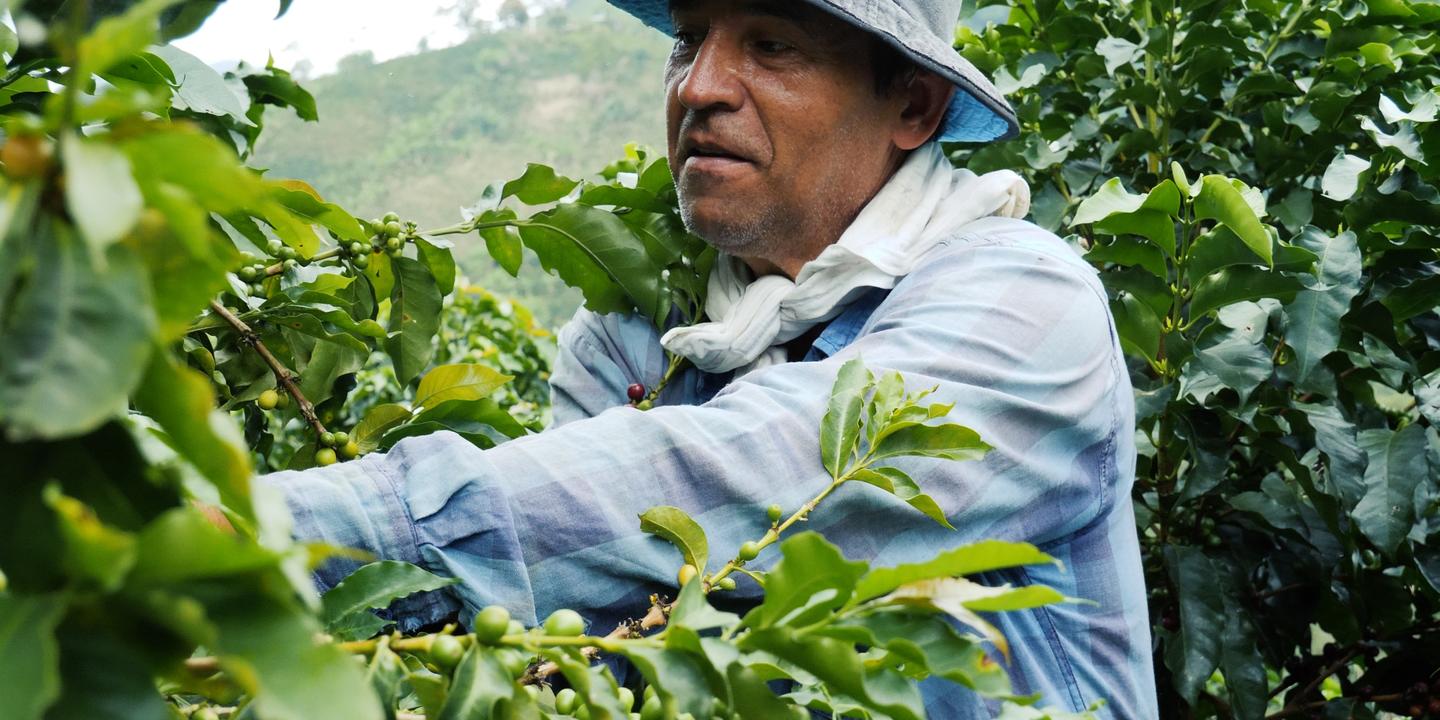 Grown Respectfully: Kaffeeanbau ist Handarbeit