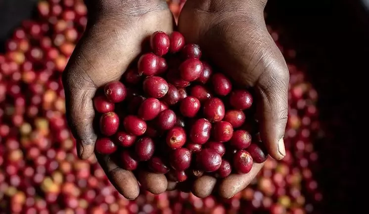 raw-coffee-grains.jpg