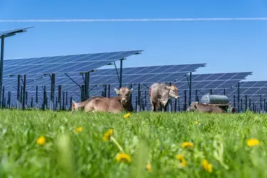 Kühe liegen auf einer Wiese, wo Solarpanelen aufgestellt sind