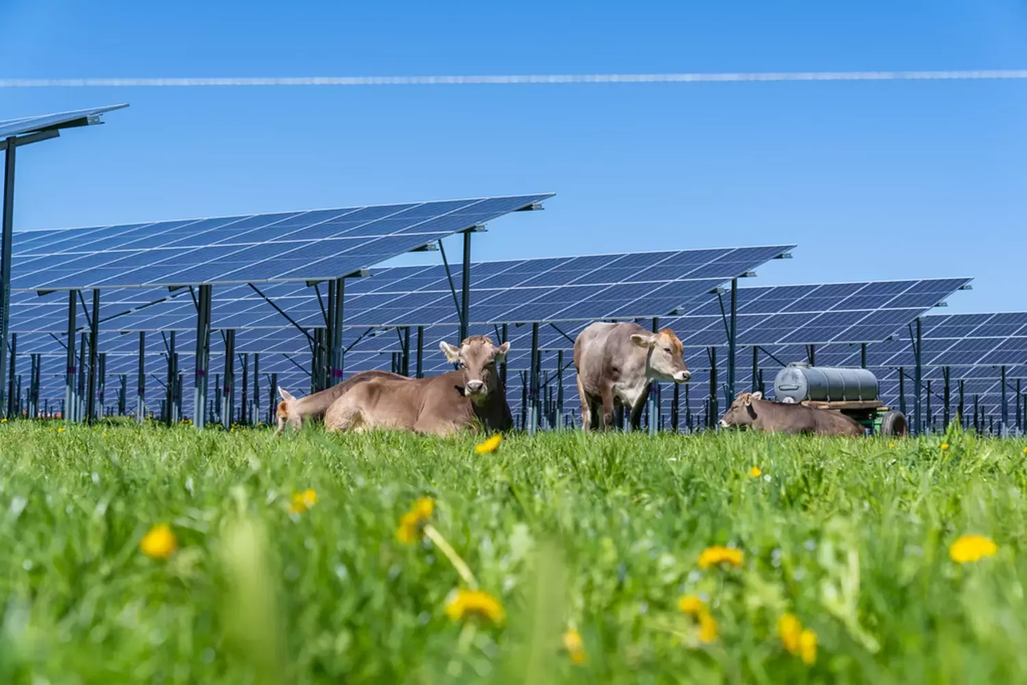Kühe liegen auf einer Wiese, wo Solarpanelen aufgestellt sind