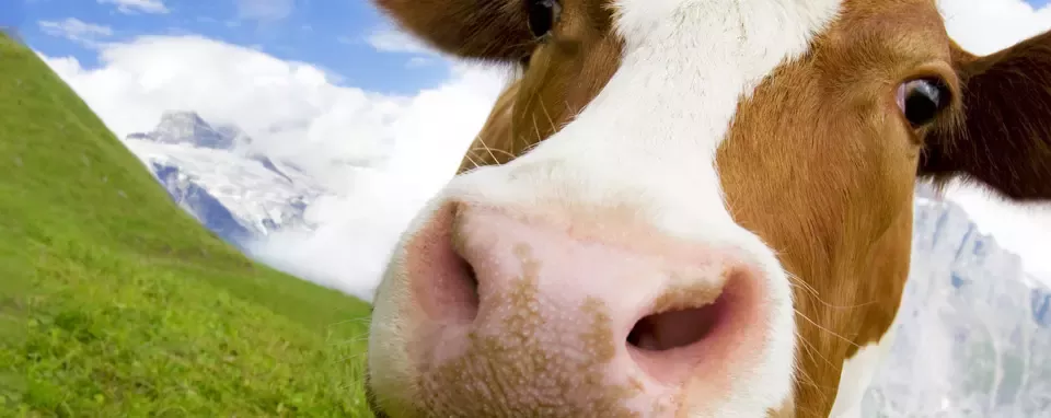 Nutzt Nestlé Tierversuche?