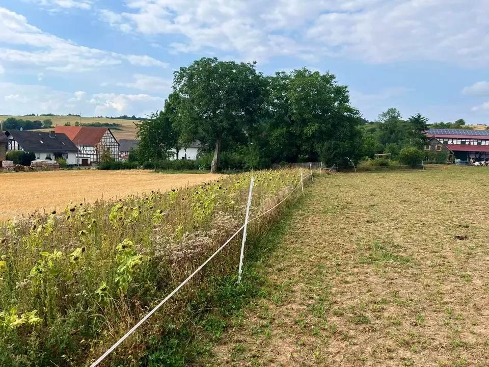 Anbau eines Blühstreifens auf der Klima-Milchfarm in Nordhessen.
