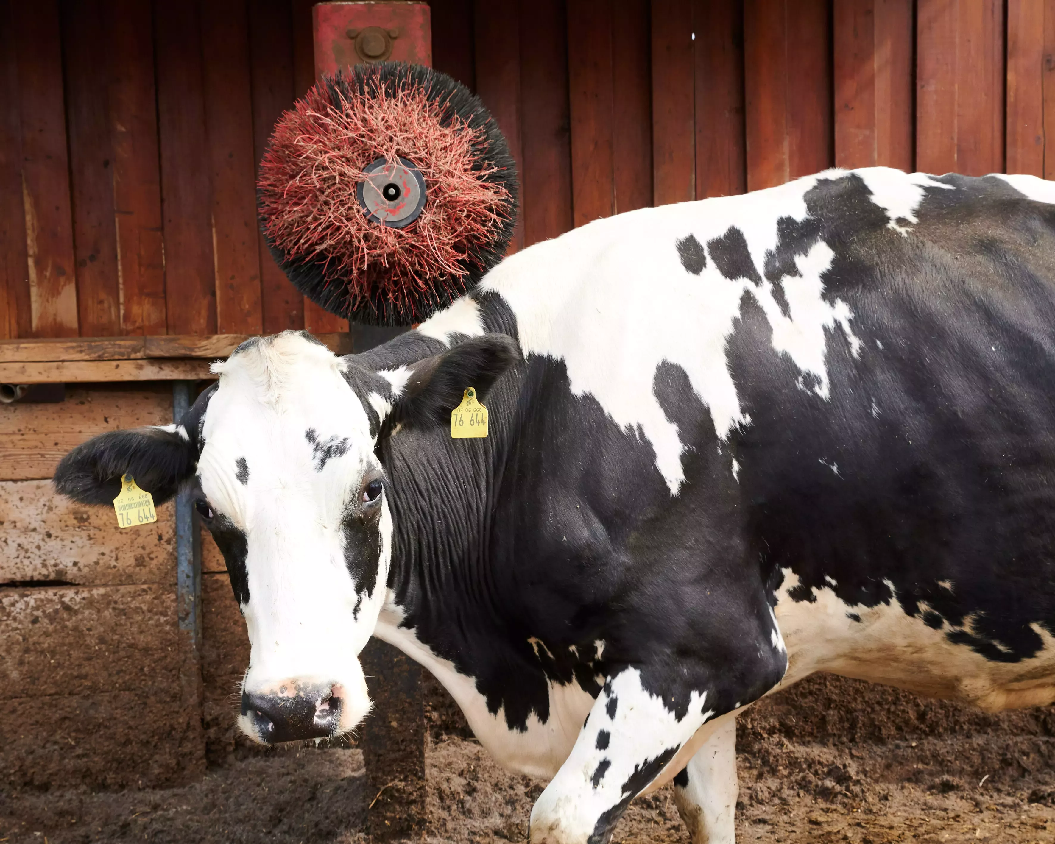 Massagebürste auf der Klima-Milchfarm in Nordhessen.