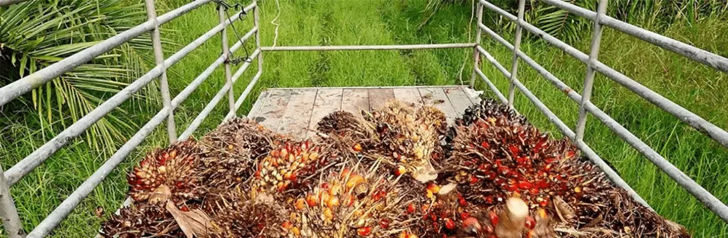 Palmöl