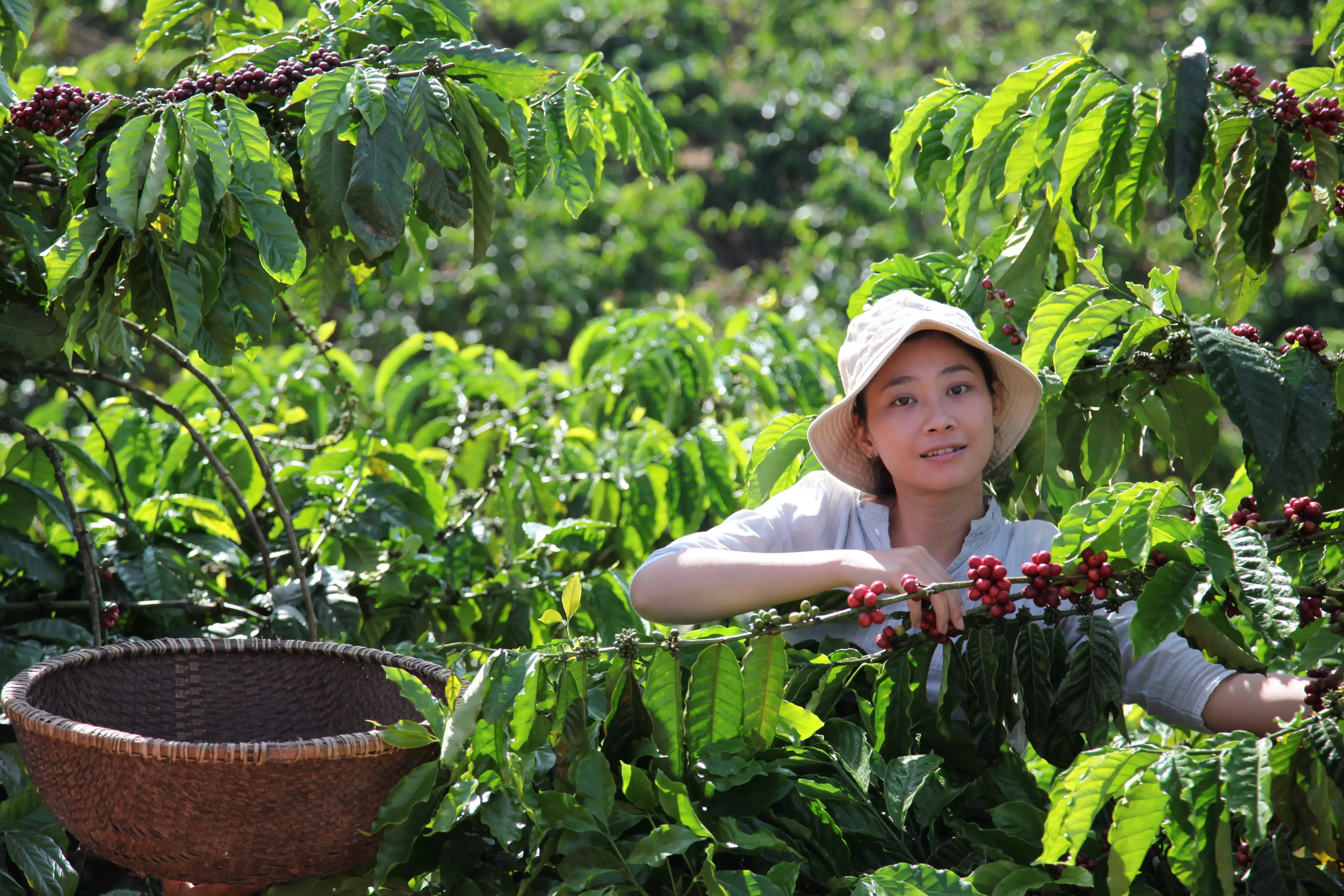 Vietnamese farmer picking coffee cherries