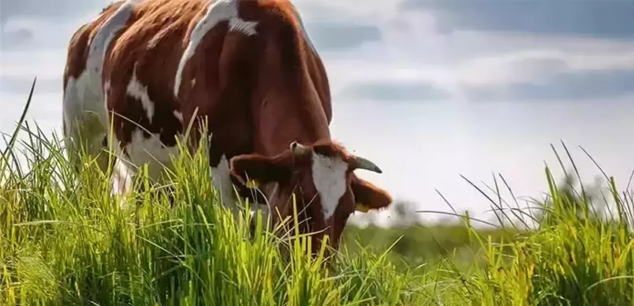 Kuh auf der Weide