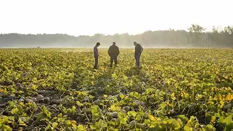 Männer stehen auf dem Feld zusammen