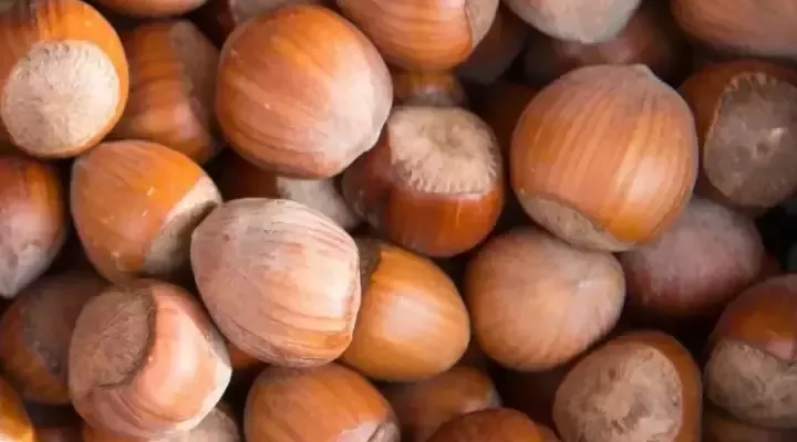 Haselnüsse