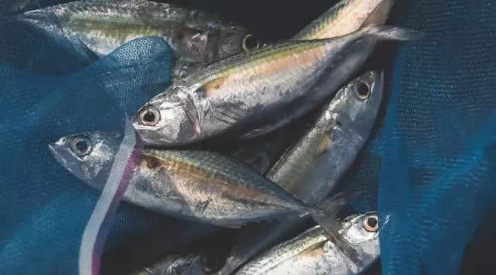 Fisch