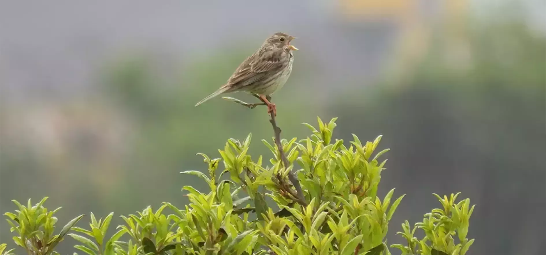 Feldvogel, der durch Maßnahmen zum Erhalt der Biodiversität unterstützt wird