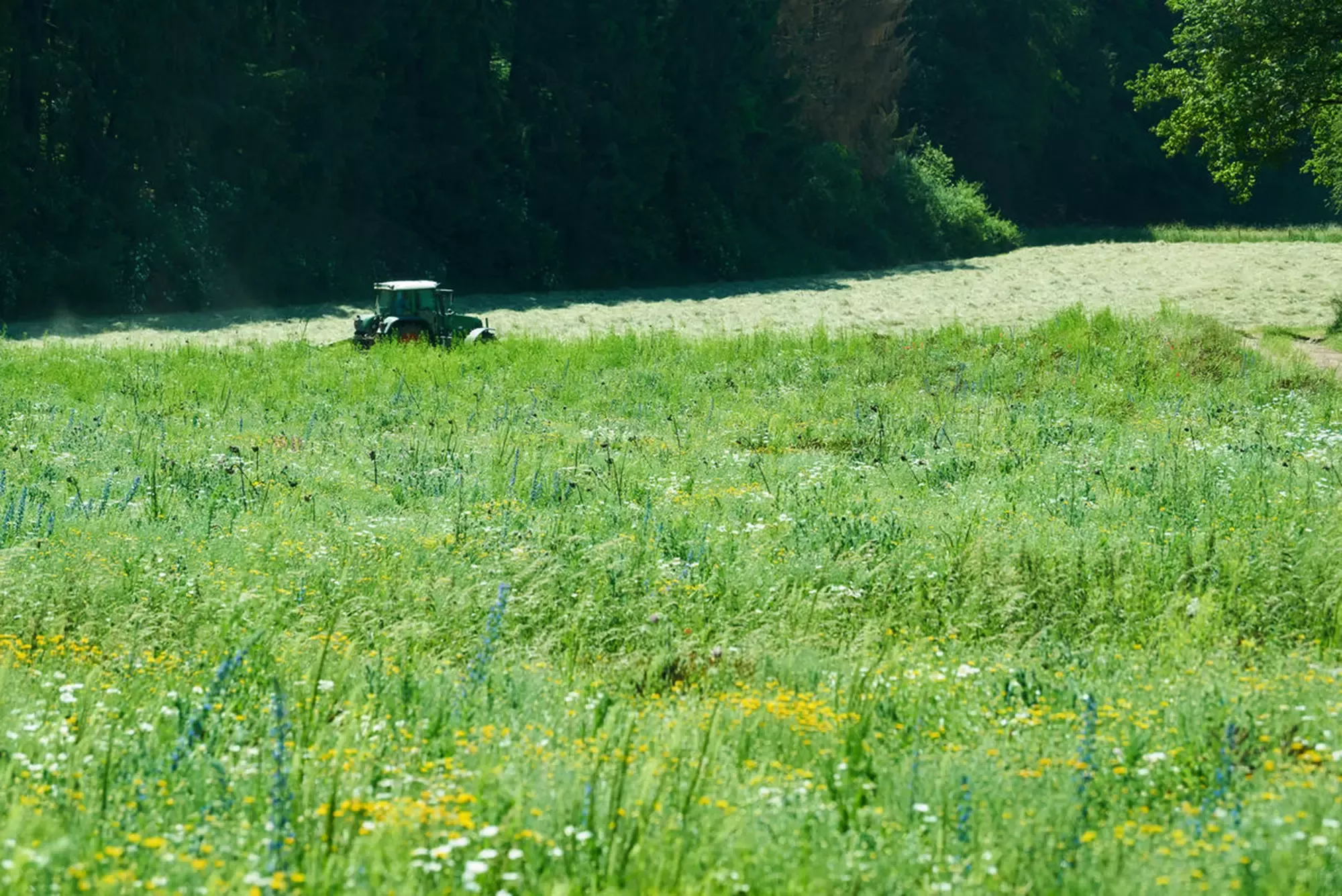 Feld