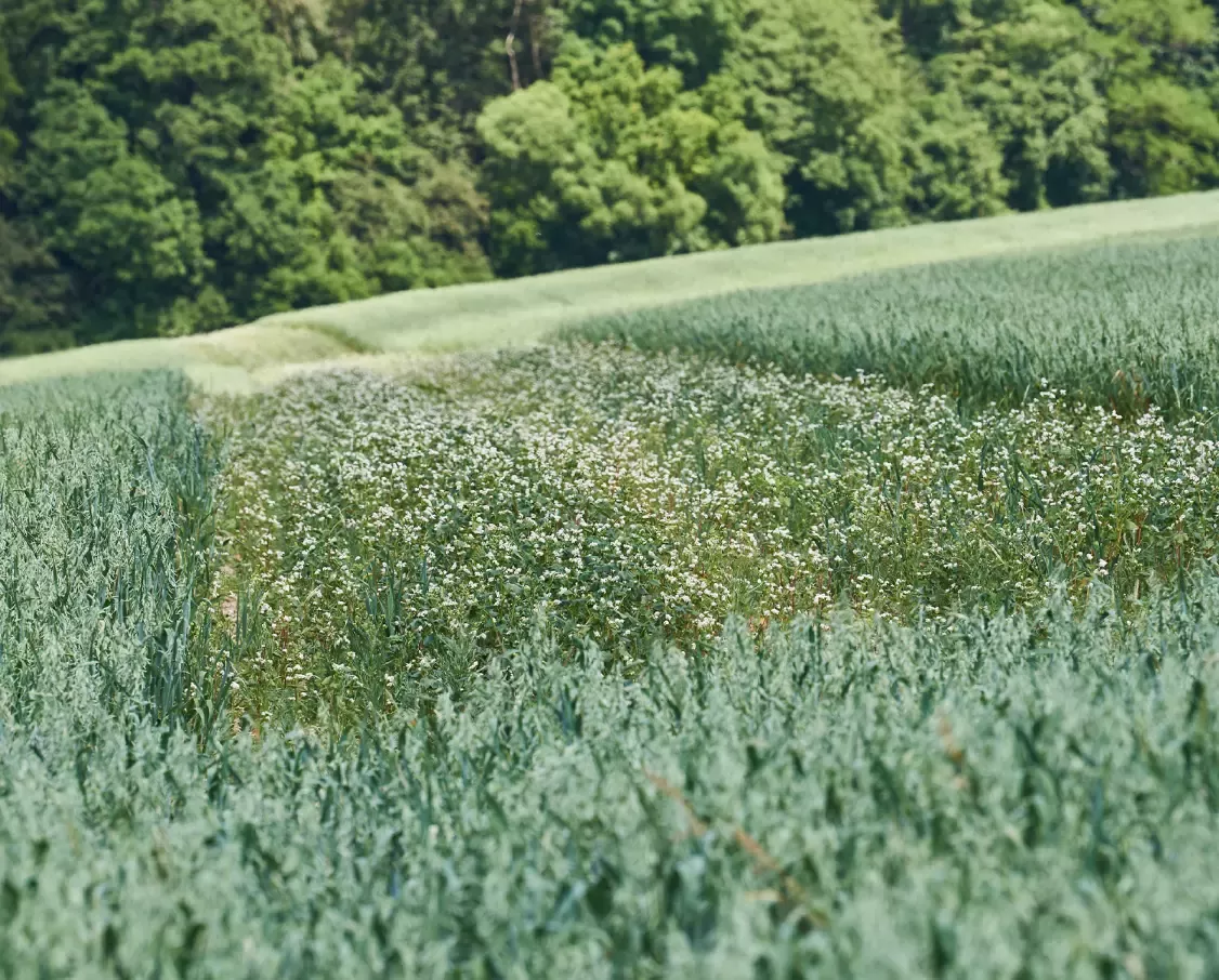 Feld