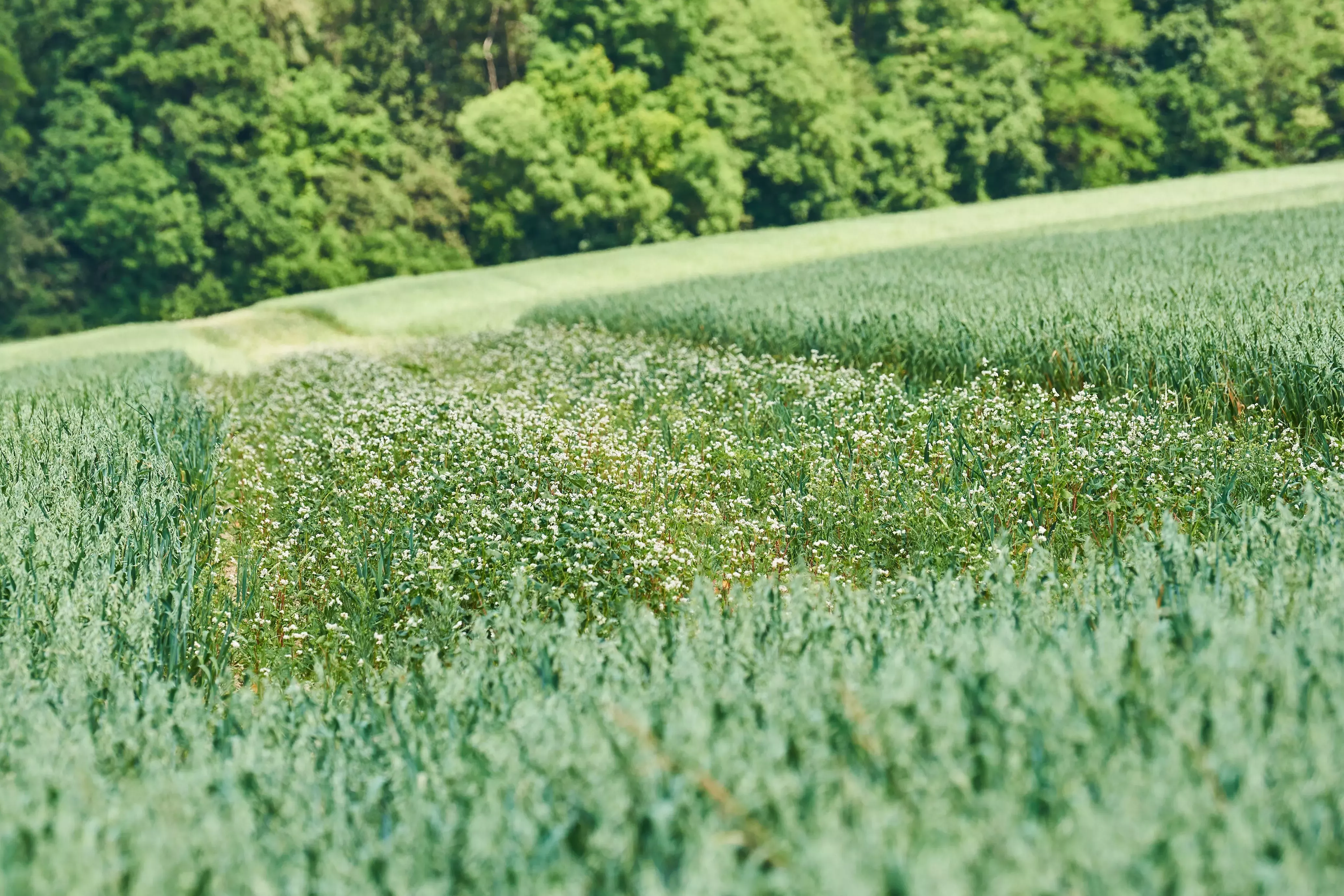 Feld