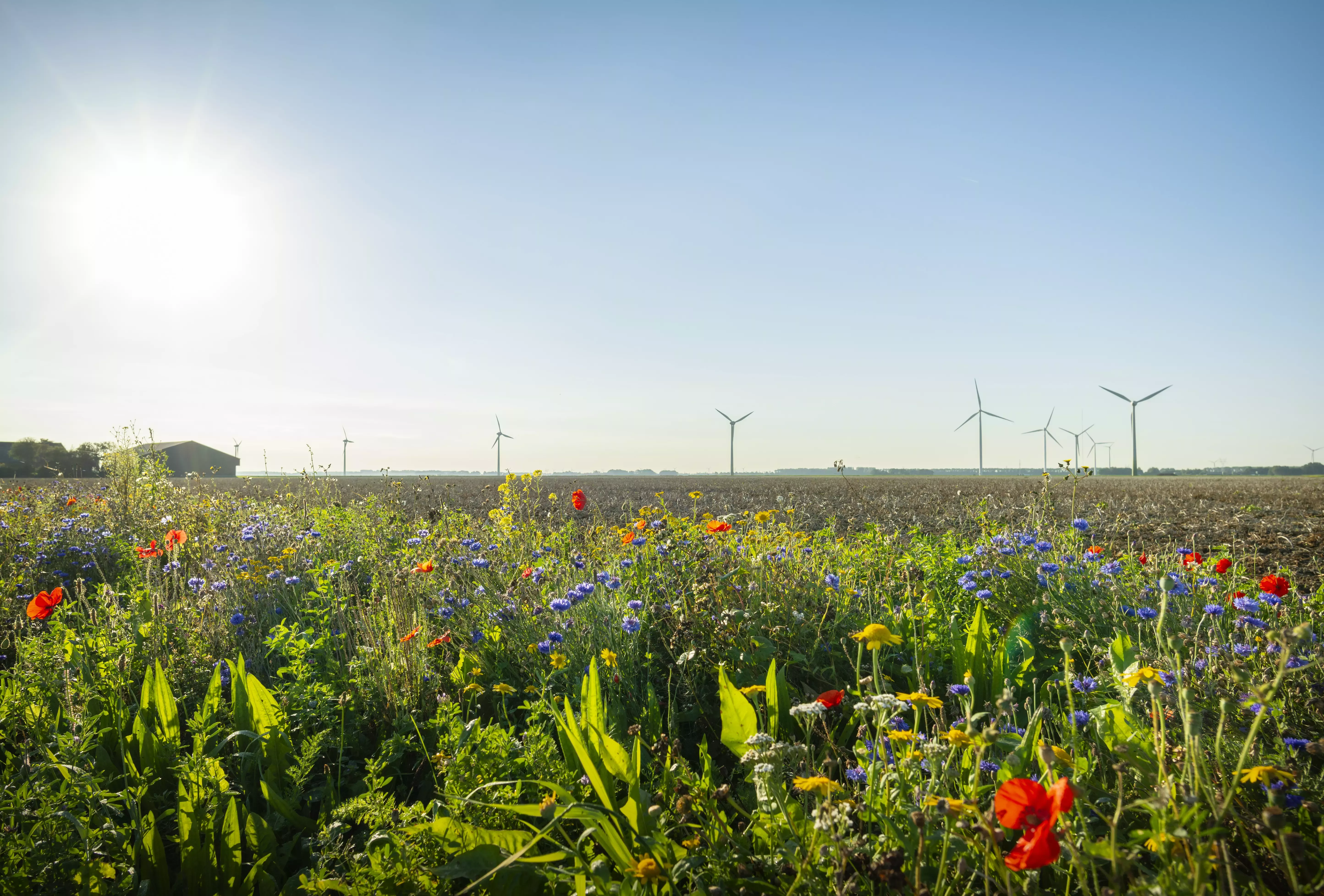 Windpark und Blumenwiese