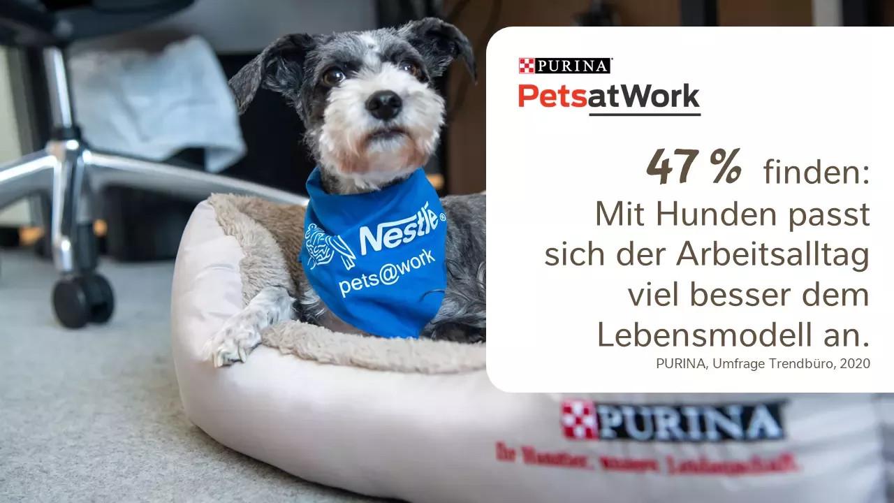 Infografik Pets@Work