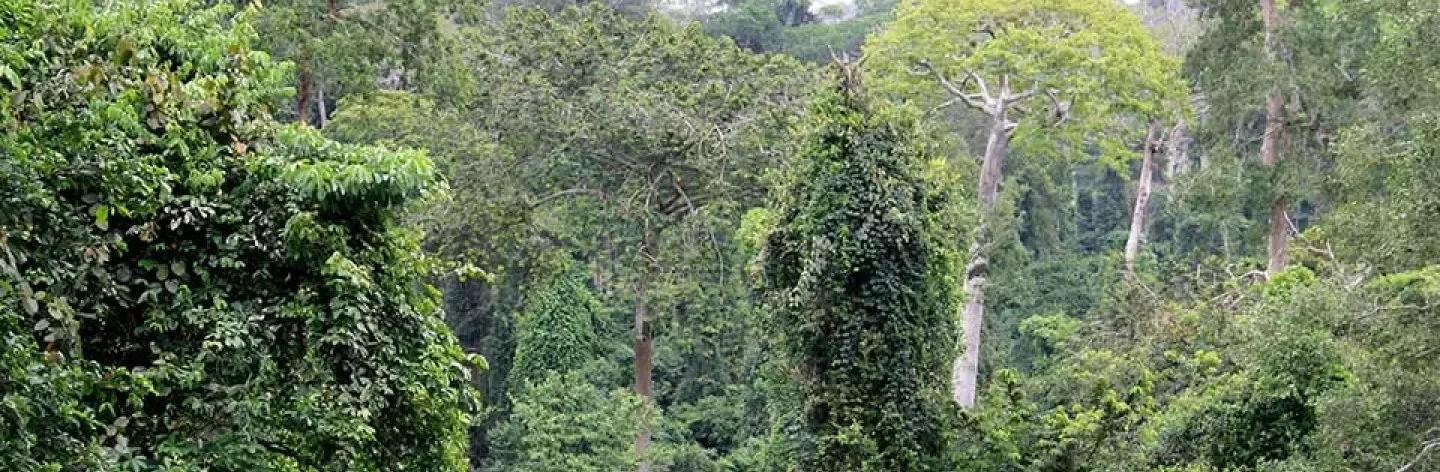 Die richtige Balance zwischen Wald, Kakao und Landwirten finden