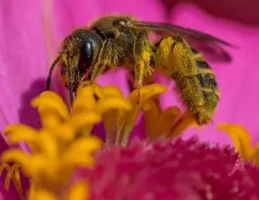 Wildbienen