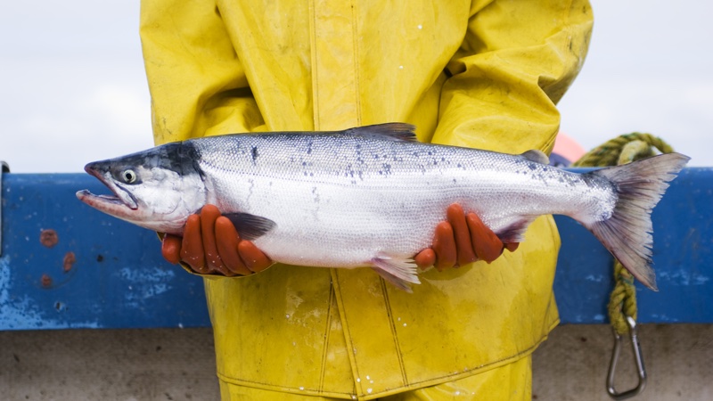 Ein Fischer hält einen Fisch in den Händen